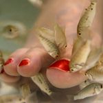 Hen : Fish Pedicure Hen : Fish Pedicure