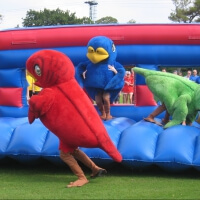 Hen : Its A Knockout
