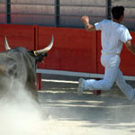 Stag : Running with the Bulls Stag : Running with the Bulls