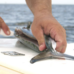 Hen : Deep Sea Fishing