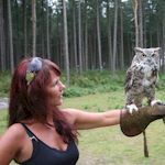 Stag : Falconry Experience Stag : Falconry Experience