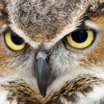 Hen : Falconry Experience