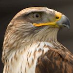 Stag : Falconry Experience details...