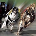 Stag : Greyhound Racing details...