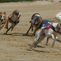 Hen : Greyhound Restaurant