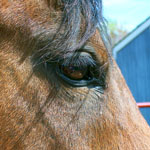 Hen : Horse Riding details...
