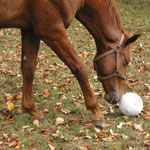 Affiliate : Horse Riding