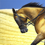 Affiliate : Horse Riding details...