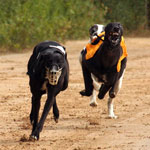 Hen : Greyhound Racing