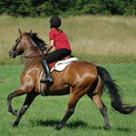 Hen : Polo Sport of Kings Hen : Polo Sport of Kings