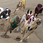 Stag : Greyhound Restaurant details...
