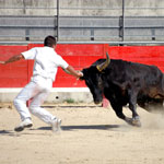 Affiliate : Running with the Bulls details...